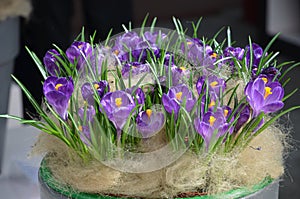 Flower Fair in Holland - a family of purple crocuses with thin long leaves, like needles, in a flower pot with felt filling