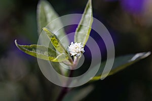 Flower of a false daisy or yerba de tago plant, Eclipta alba