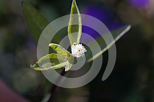 Flower of a false daisy or yerba de tago plant, Eclipta alba