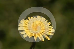 Flower of a false dandelion, Hypochaeris radicata