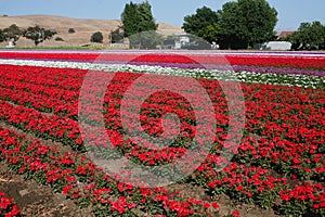 Flower farm in Gilroy