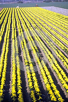 Flower farm, Lompoc, CA