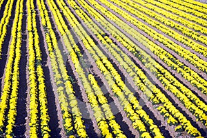 Flower farm, Lompoc, CA