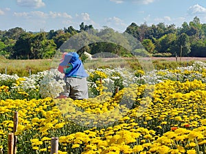 flower farm