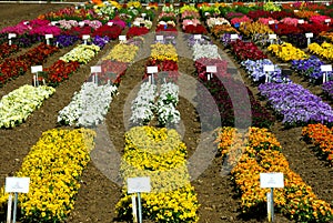 Flower Farming In California