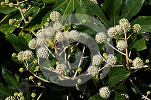 Flower of Fatsia japonica