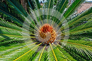 Flower of female Sago palm