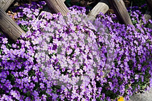 Flower fence