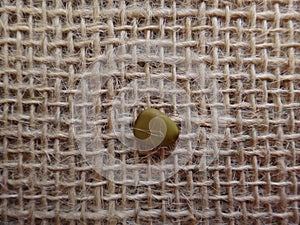 Flower fence seed Dry photo