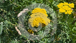 Flower of Fernleaf yarrow or Achillea filipendulina macro, selective focus, shallow DOF