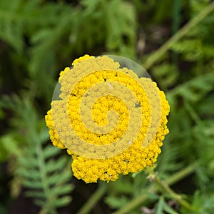 Flower of Fernleaf yarrow or Achillea filipendulina macro, selective focus, shallow DOF