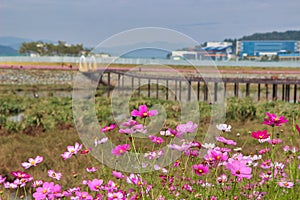 Flower Festival in Yellow Ciy Jangseong, Jeonnam, South Korea, Asia photo