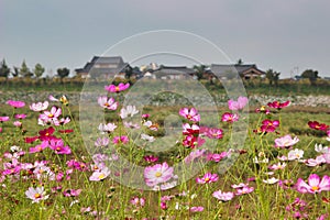 Flower Festival in Yellow Ciy Jangseong, Jeonnam, South Korea, Asia photo