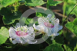 Flower of fetid passionflower or passiflora foetida or scarlet fruit passion flower, wild maracuja, bush passion fruit, marya-