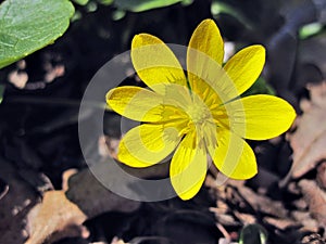 Flower ficaria verna huds