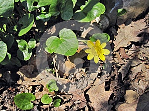 Flower ficaria verna huds