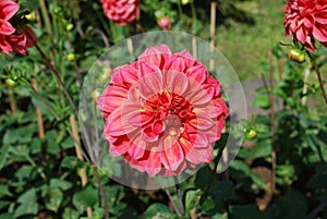 Flower in the field