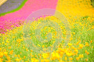 Flower field