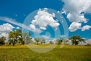 Flower field