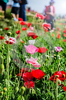 Flower field