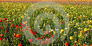 Flower field