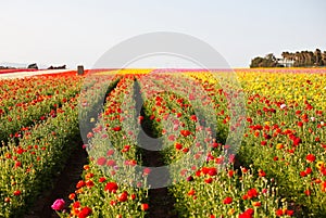 Flower field