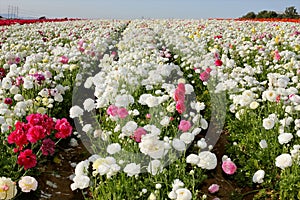 Flower field