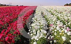 Flower field