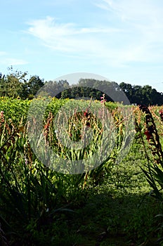 Flower Field in Autumn in the Heath Lueneburger Heide, Walsrode, Lower Saxony