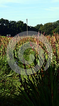 Flower Field in Autumn in the Sunder in the Town Walsrode, Lower Saxony