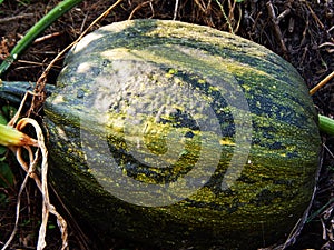 Flower in the field with a bee