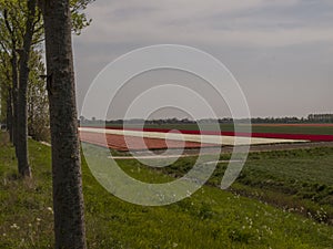 Flower field behind dike, Goeree Overflakkee