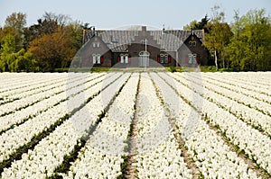 Flower Field on Bloemen Route - Netherlands