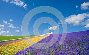 Flower field and blue sky with clouds.