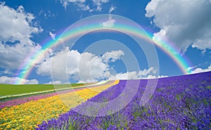 Flower field and blue sky with clouds.