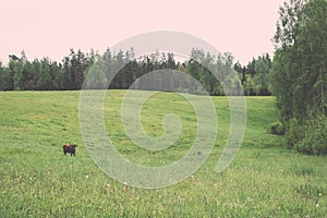 Flower field and blue sky with sun - vintage effect