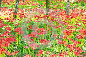 Flower field of cluster amaryllis