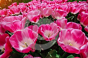 Flower field with colorful tulips. Tulipa Innuendo. photo