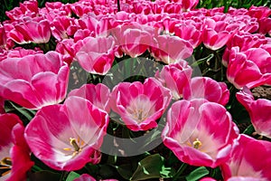 Flower field with colorful tulips. Tulipa Innuendo. photo