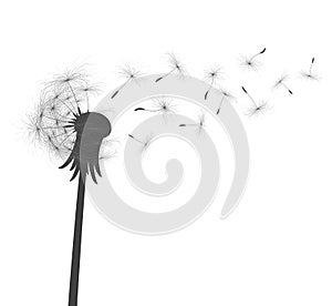 Flower of field dandelion.