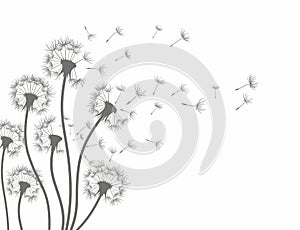 Flower of field dandelion.