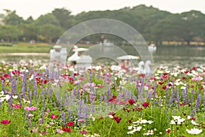 Flower field and defocused of lake background. Selective focus.