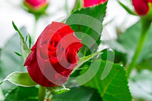 flower in a field of flowers