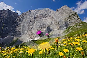 Flower field in front of massive karwendel mountain formations