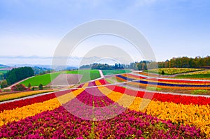 Flower field in Furano, Hokkaido, Japan