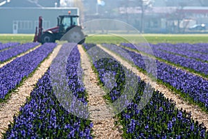 Flower Field in Holland