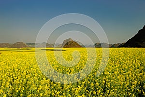 flower field of Luoping