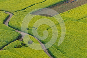 flower field of Luoping