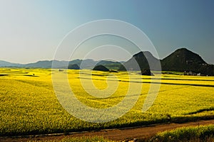 flower field of Luoping