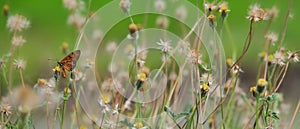 Flower field, Meadow wild dandelion flowers in soft warm light. Autumn landscape blurry nature background